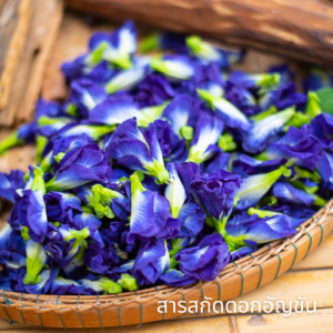 Butterfly Pea