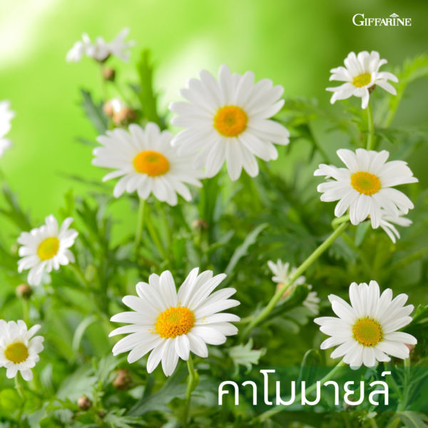 ยาสีฟัน กิฟฟารีน ไบโอ เฮอร์เบิล พลัส 10