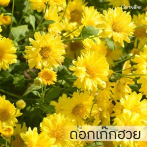 ยาสีฟัน กิฟฟารีน ไบโอ เฮอร์เบิล ผสมสารสกัดจากดอกเก๊กฮวย 3