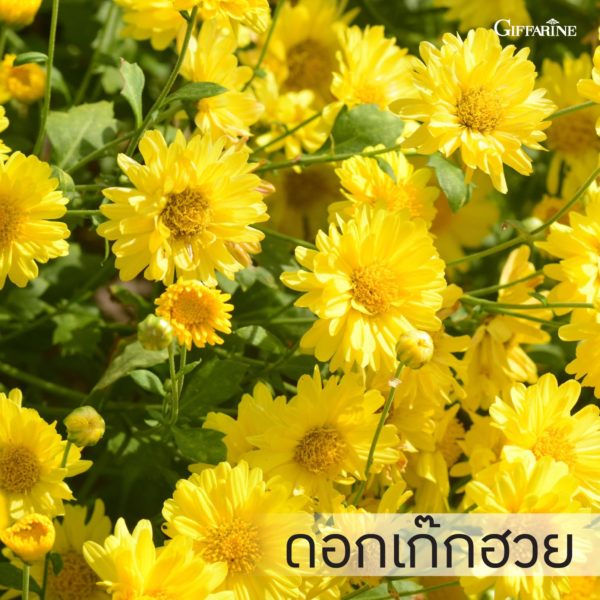 ยาสีฟัน กิฟฟารีน ไบโอ เฮอร์เบิล ผสมสารสกัดจากดอกเก๊กฮวย 3
