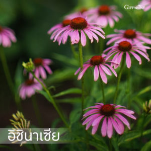 ยาสีฟัน กิฟฟารีน ไบโอ เฮอร์เบิล ผสมสารสกัดจากดอกเก๊กฮวย 5