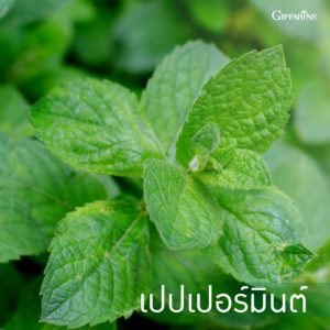 ยาสีฟัน กิฟฟารีน ไบโอ เฮอร์เบิล เดนเต้ ไวท์เทนนิ่ง 3