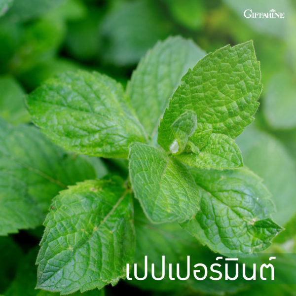 ยาสีฟัน กิฟฟารีน ไบโอ เฮอร์เบิล เดนเต้ ไวท์เทนนิ่ง 3