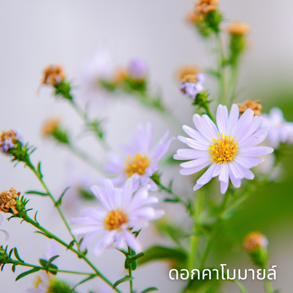 Chamomile Extract