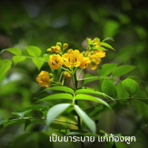 Senna