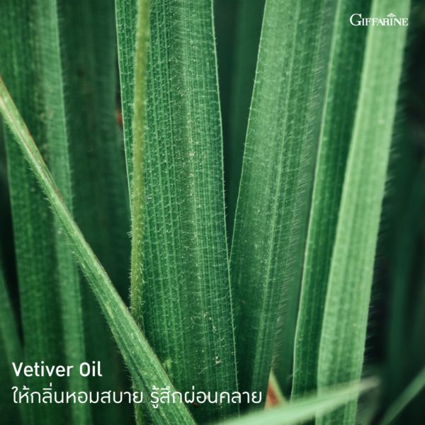 กิฟฟารีน เวติเวอร์ บอดี้ โลชั่น 2
