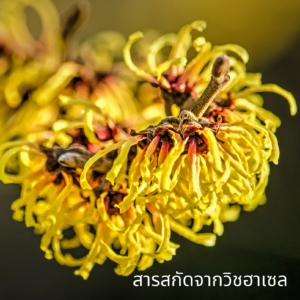 Witch Hazel Extract