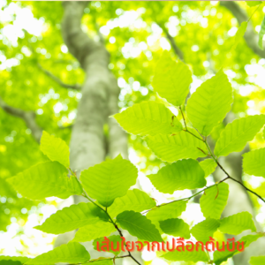 beech