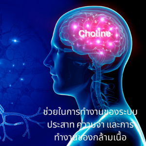 Choline B-1