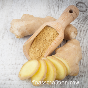 Ginger-01