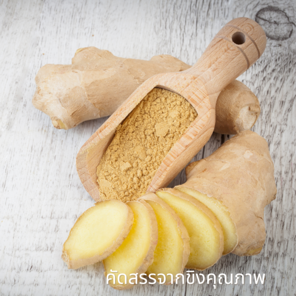 Ginger-01