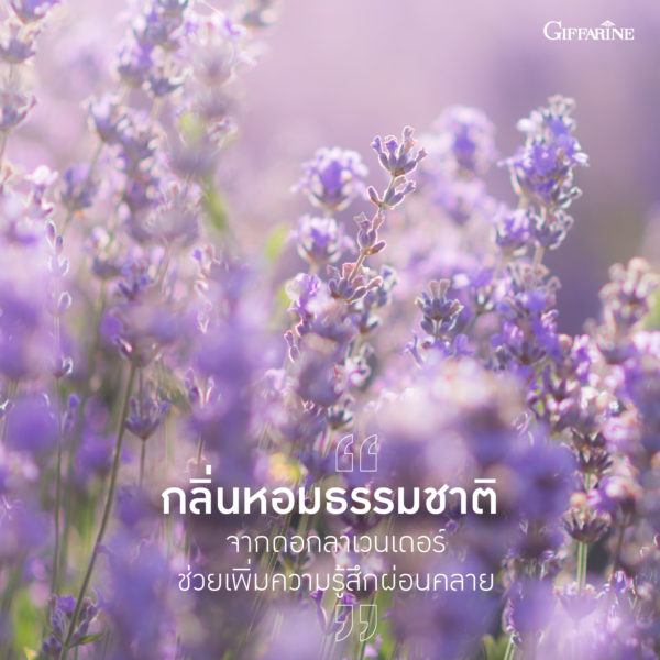 Lavender Essential 1