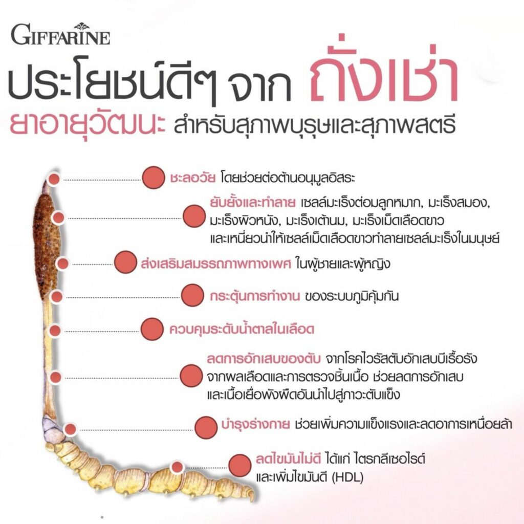ถั่งเช่าสำหรับผู้หญิง กิฟฟารีน
