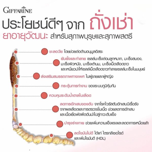 ถั่งเช่าสำหรับผู้หญิง กิฟฟารีน